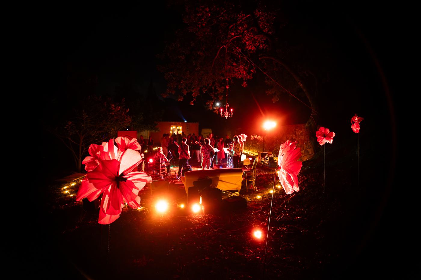 The concert — Poppies in the Backyard