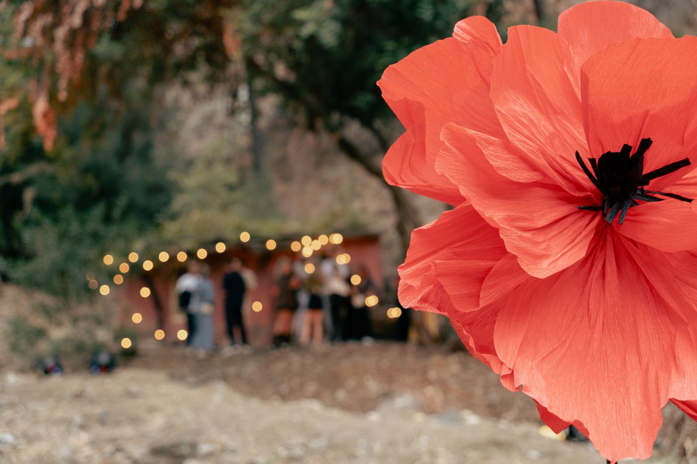 The arrival — Poppies in the Backyard